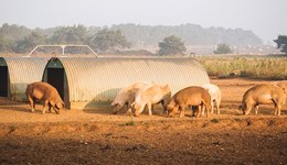 London Economics to deliver African swine fever economic impact assessment